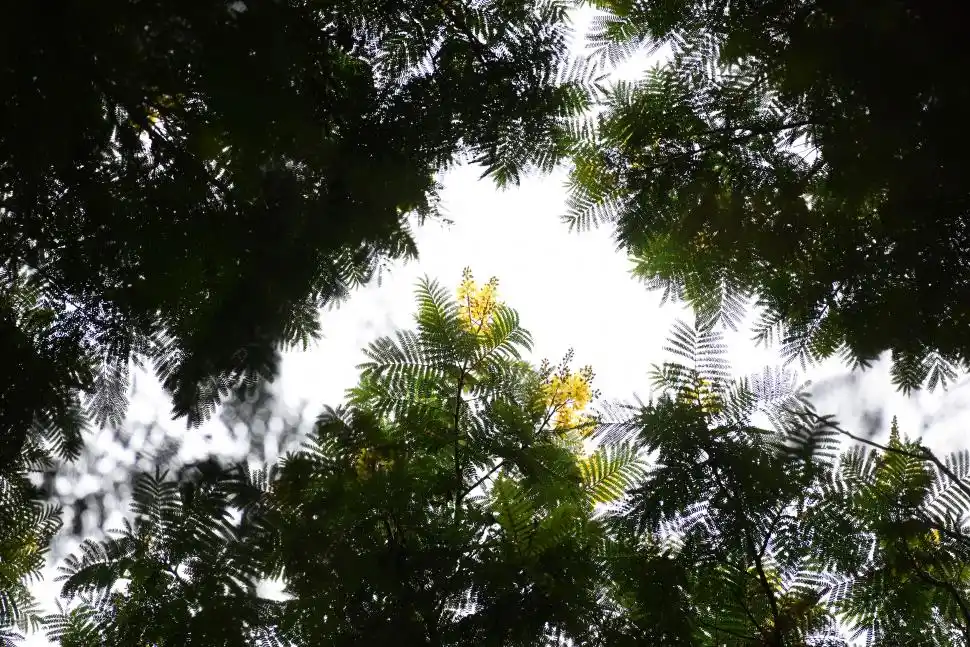 VERDE Y AMARILLO. También llamado Ibirá Puitá en Argentina, en el Uruguay se lo llama árbol de Artigas y en Brasil, Cana-fístula.
