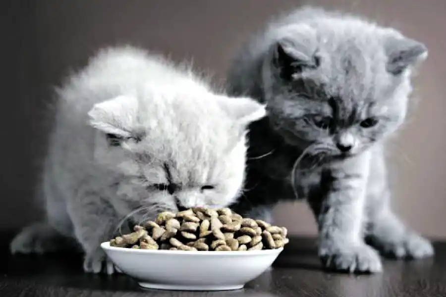 MIMADOS. El vínculo de los humanos con los gatos está en aumento, especialmente entre quienes viven en departamentos o parejas que no tienen hijos. 