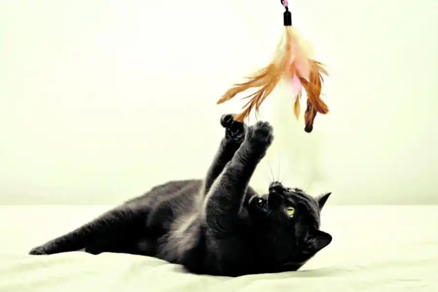 Un lugar para jugar y otro para estar seguros, las necesidades de los gatos