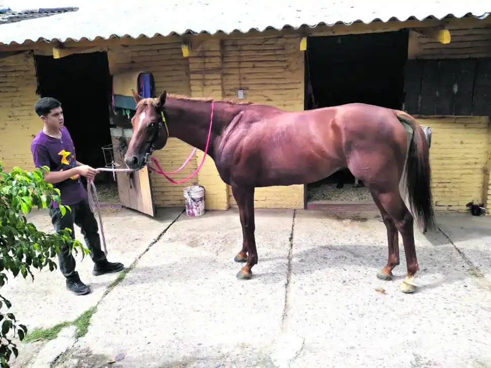 GRAN MOMENTO. Días Felices viene de ganar en tiempo récord y buscará llegar a lo más alto del podio entre los fondistas.