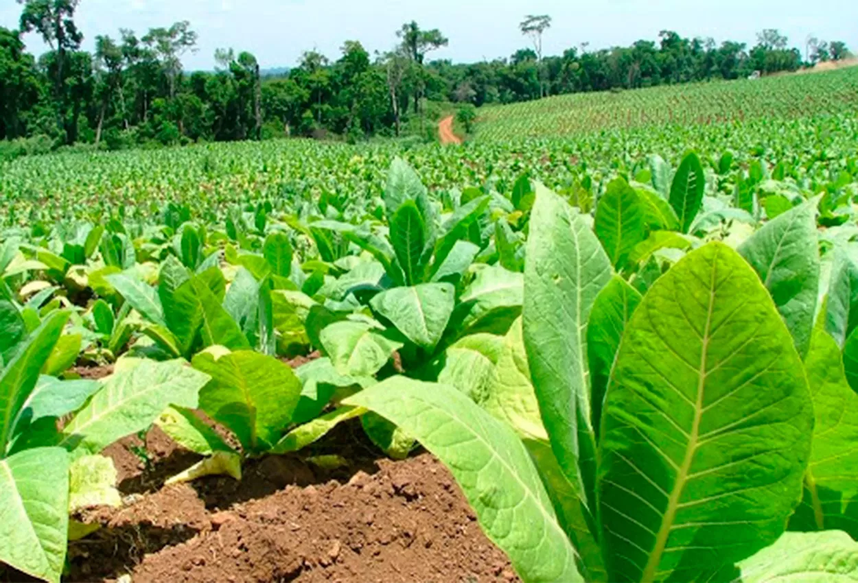Llegaron los fondos de la Caja Verde para los tabacaleros tucumanos