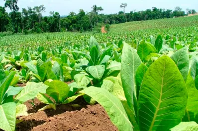 Llegaron los fondos de la Caja Verde para los tabacaleros tucumanos
