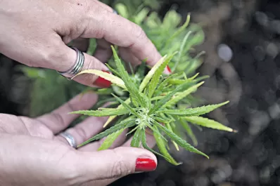 Buenos Aires ya tiene su proyecto para la producción y comercialización de cannabis medicinal