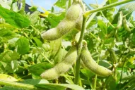 Los cultivos de granos se desarrollan bien, pero las lluvias no deben disminuir