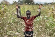 Convirtieron una plaga de langostas en fertilizantes