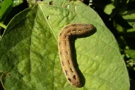 Una plaga amenaza a los cultivos de soja en varias localidades