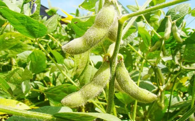 ETAPA VITAL. Los cultivos de soja en la provincia y en la región, sobre todo los de ciclo intermedio, se encuentran en llenado de vainas,   