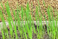 Es importante realizar un control de calidad de la semilla antes de la siembra