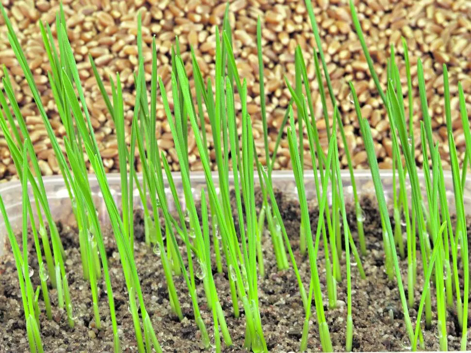 ATRIBUTO. El poder germinativo, la pureza y la sanidad son los parámetros que se analizan en las semillas.  