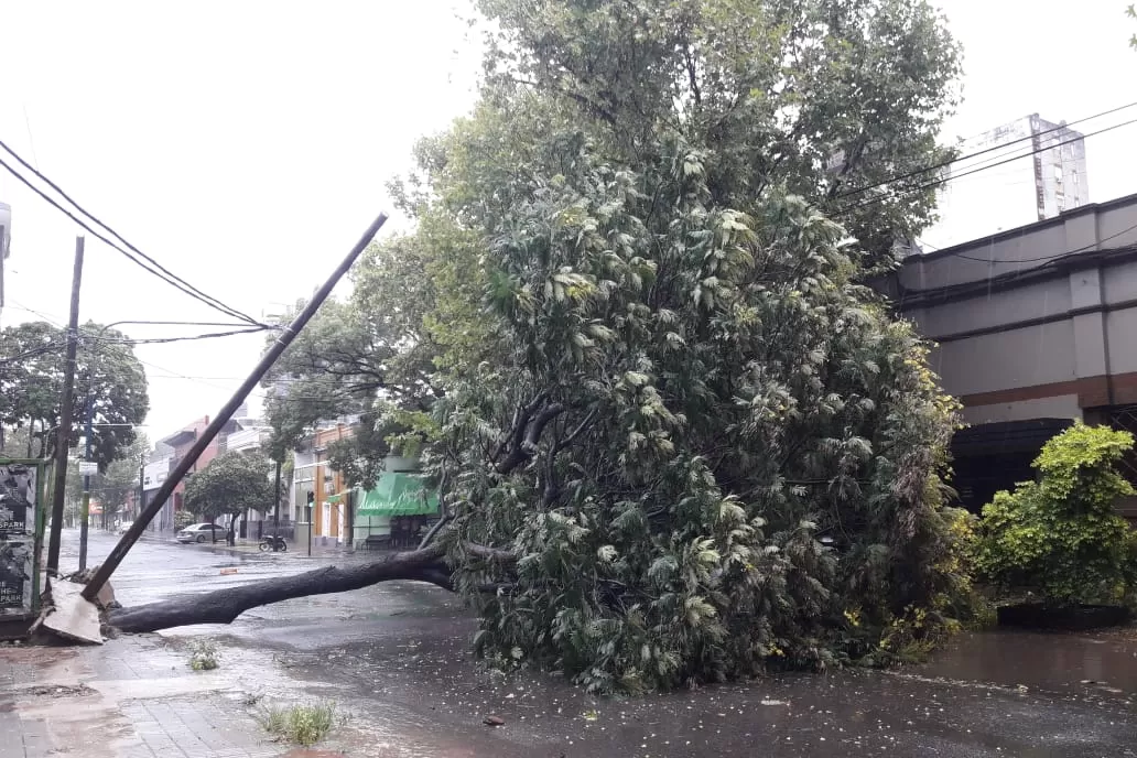 La tormenta dejó varios árboles caídos en capital