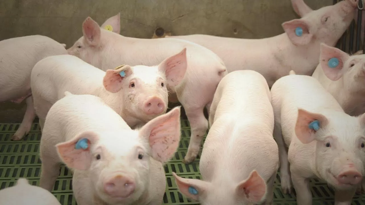 China financiaría en el NOA criaderos y frigoríficos de cerdos