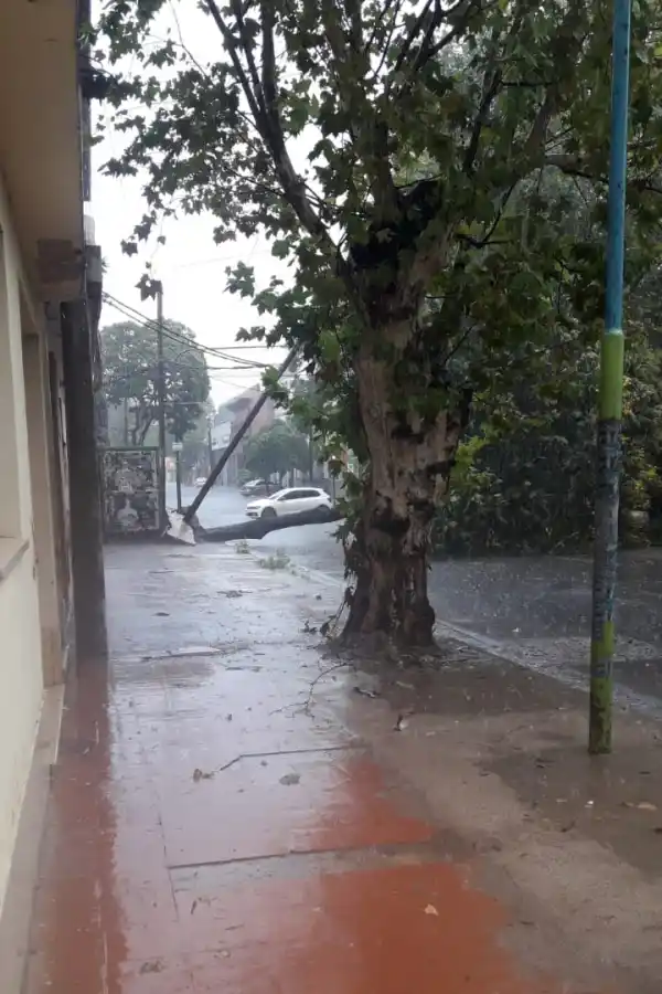 La tormenta dejó varios árboles caídos en capital