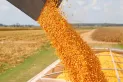 La liquidación de divisas de agroexportadores en febrero fue la segunda más alta en 18 años