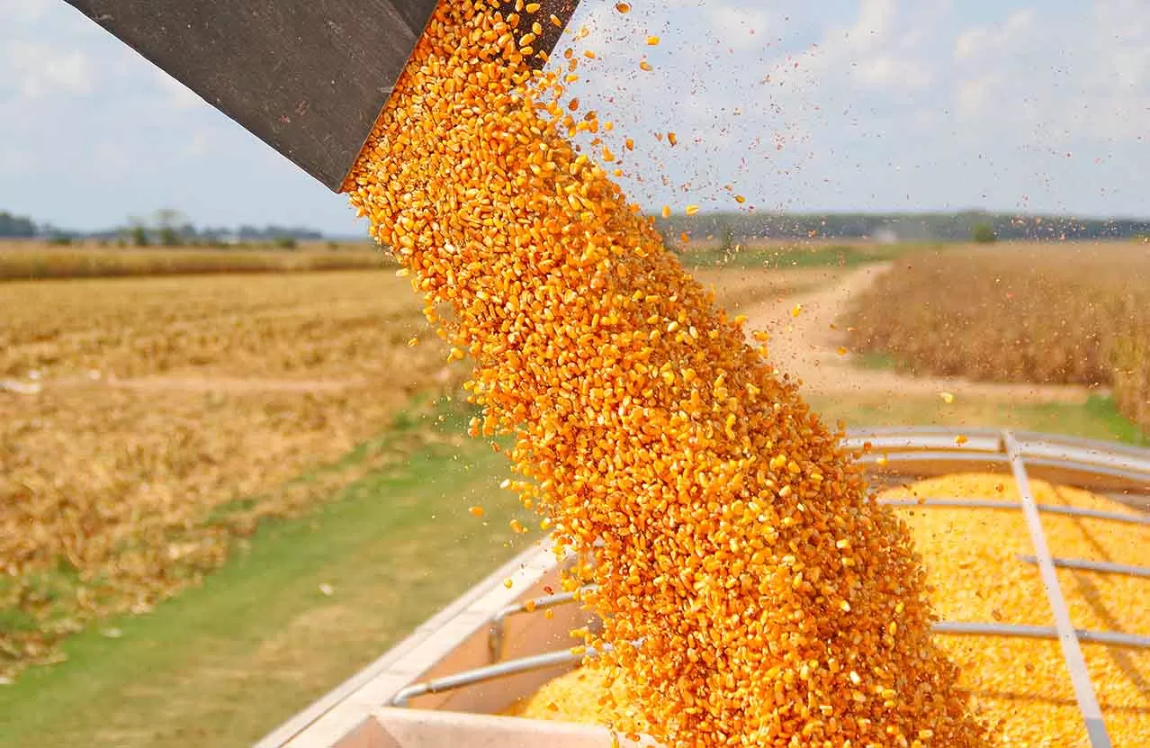 LA ESTRELLA. La harina de soja es un subproducto industrializado generado por este complejo agroindustrial.