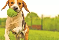 Lo que se debe saber antes de elegir una mascota