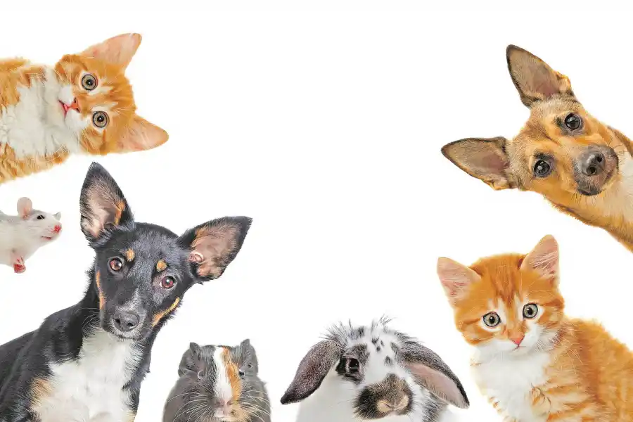 Lo que se debe saber antes de elegir una mascota