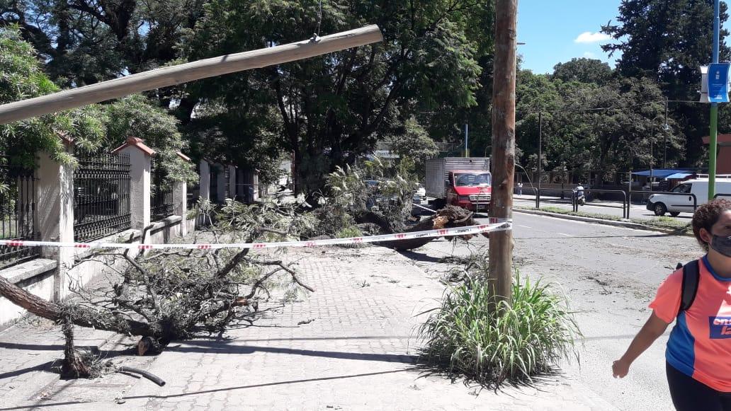 Parte de un árbol se desplomó sobre un auto: los ocupantes salieron ilesos