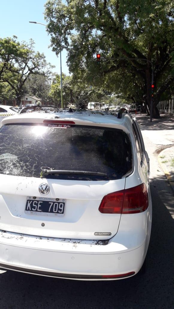 Parte de un árbol se desplomó sobre un auto: los ocupantes salieron ilesos