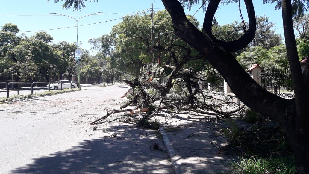 Parte de un árbol se desplomó sobre un auto: los ocupantes salieron ilesos