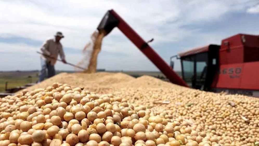 MOVIMIENTO. Los precios de la soja y del maíz registran fuertes bajas.