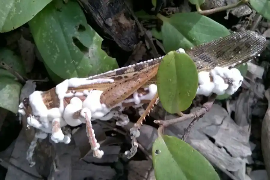 Científicos buscan potenciar la acción de los hongos para combatir plagas de cultivos