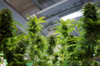 La industria del cannabis se alista después de que México aprobó su uso recreativo