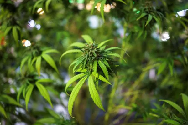 Cannabis medicinal: cuántas plantas se podrán cultivar en Argentina