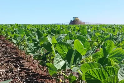 El INTA logró nuevas variedades de soja no modificadas genéticamente