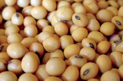 La soja arrancó la semana con una cotización de U$S 330 la tonelada en Rosario