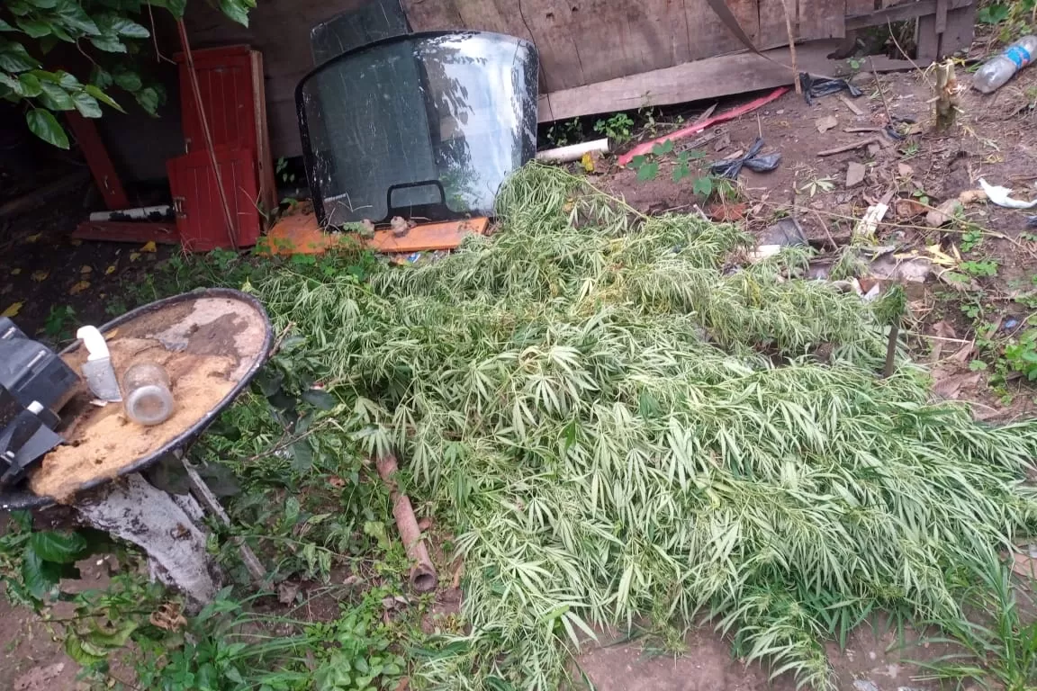 Bella Vista: secuestran más de 40 celulares, autopartes y grandes plantas de marihuana