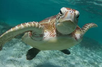 Nueve niños y 10 adultos murieron por comer carne de tortuga marina en Madagascar
