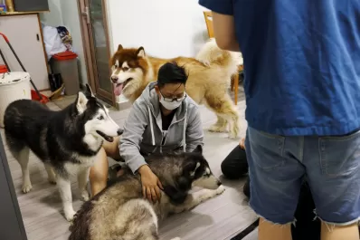 Detectan cuadros graves de coronavirus en perros y gatos con la variante británica