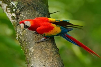 Rescataron un Guacamayo, en Tucumán