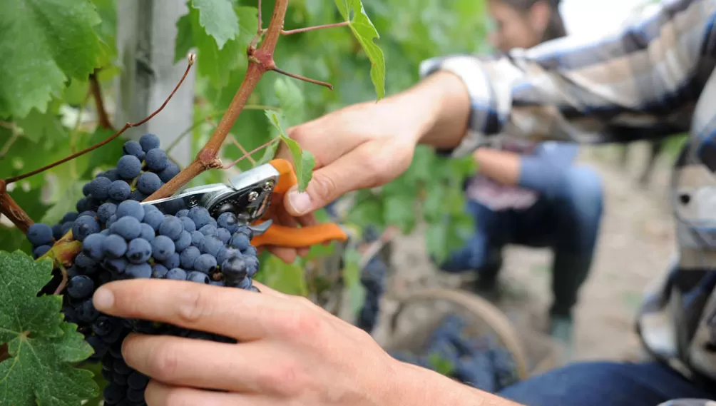 CIFRAS. De la actual cosecha ya se molieron más de 1.250 millones de kilos de uva.