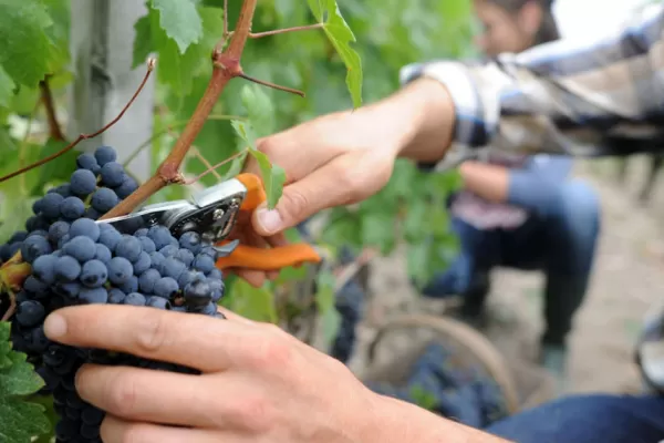 De la actual cosecha ya se molieron más de 1.250 millones de kilos de uva