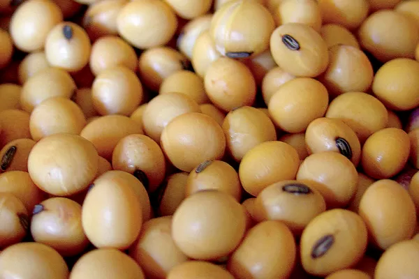 En Rosario el precio de la soja se mantuvo en U$S 330