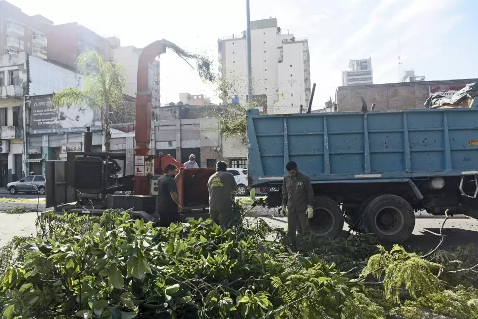 EN PROCESO. Ayer, en a zona de la plaza Alberdi instalaron la máquina “chipeadora” para tritutar los residuos verdes resultantes de las podas. LA GACETA / FOTOs DE franco vera