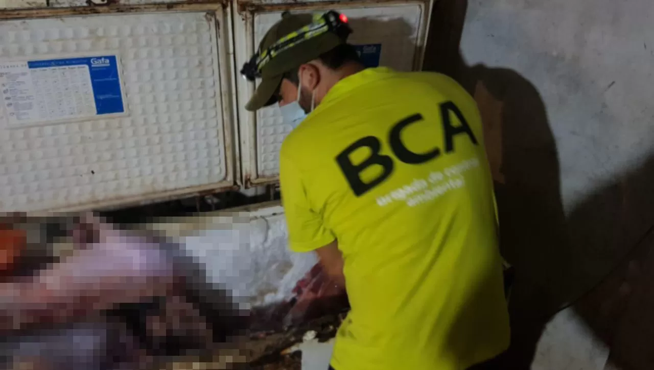 ALLANAMIENTO. Un detenido y 700 kilos de carne decomisadas en un operativo contra la caza furtiva.