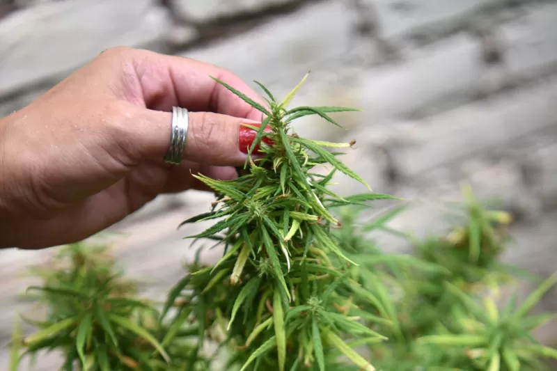 Cannabis medicinal, en un municipio bonaerense