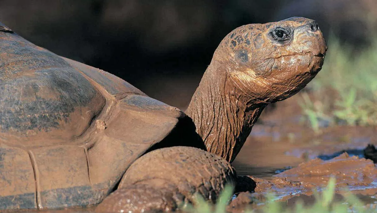 RASGO. Las Islas Galápagos, que poseen flora y fauna únicas en el mundo, se encuentran a 1.000 km frente a la costa de Ecuador.