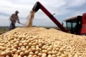 Se disparó el precio de la soja