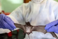 Encontraron un murciélago con rabia: sugieren vacunar a las mascotas