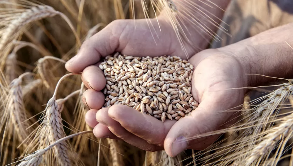 EXPECTATIVAS. La Nación prevé una campaña de trigo muy buena, con siete millones de hectáreas sembradas.