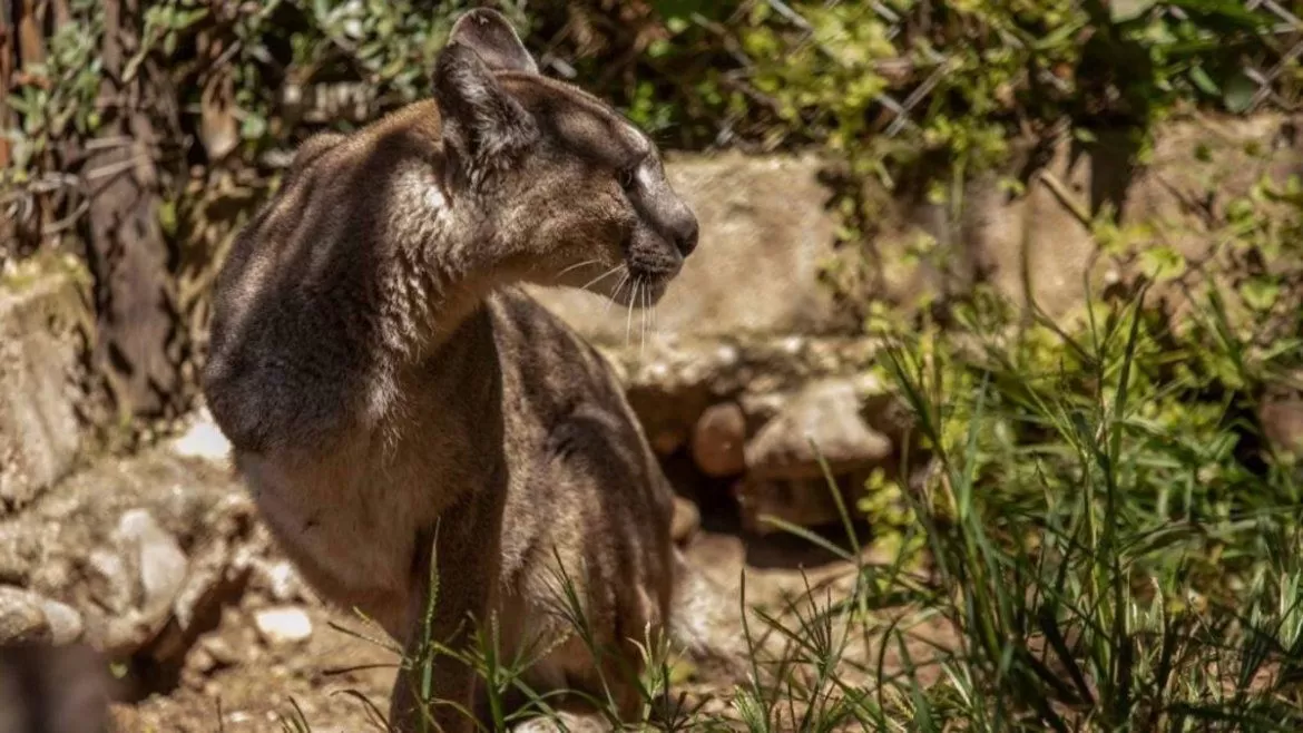 Un productor rural deberá mantener a una puma de por vida tras haberla mutilado