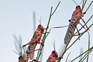 Detectaron langostas en cultivos de Chaco