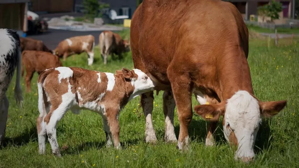 BENEFICIARIOS. Los créditos buscan apuntalar la producción de leche bovina, entre otros rubros de la agroindustria. 