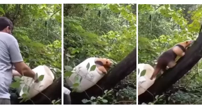 Video: liberaron un oso melero, que había aparecido en el patio de una casa de Tucumán