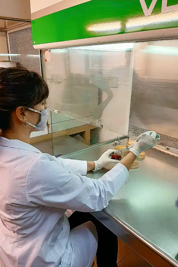 PROCESO DE OBTENCIÓN METABOLITOS. Lo primero que se saca de las plantas son los aceites esenciales.