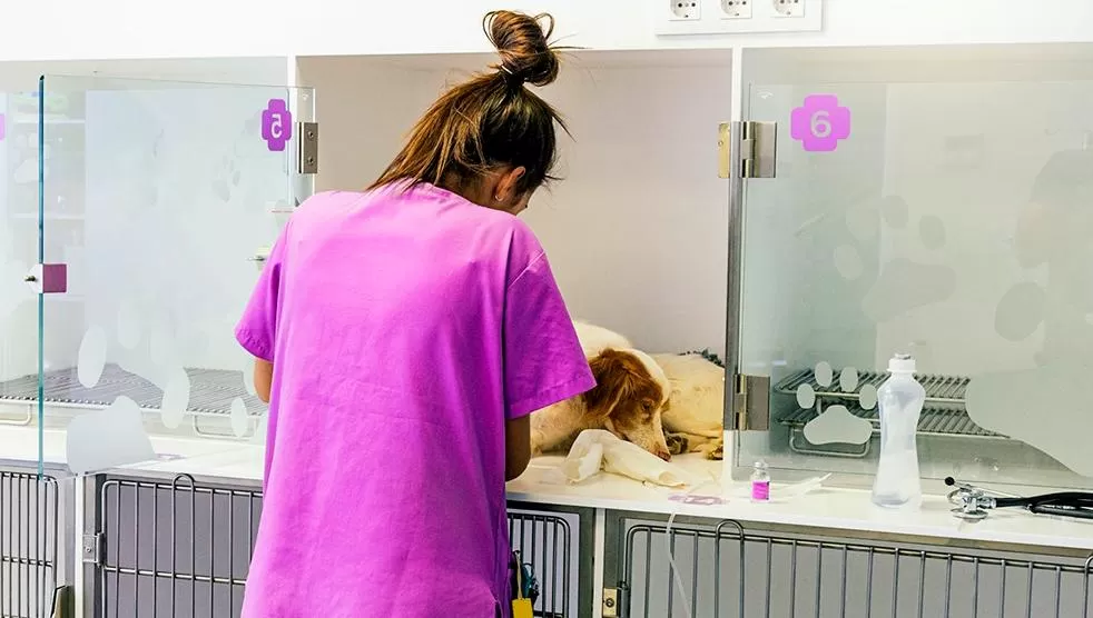Yerba Buena: el lunes el tráiler veterinario prestará servicios en la Plaza Vieja