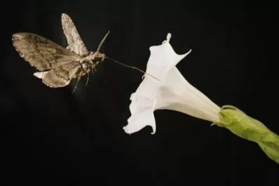 El “Efecto Polilla”